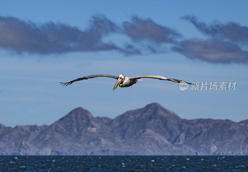 褐鹈鹕(Pelecanus occidentalis)是鹈鹕科的一种鸟，是美洲发现的三种鹈鹕之一，也是两种潜入水中觅食的鸟类之一。洛雷托湾国家海洋公园，墨西哥下加利福尼亚。飞行。